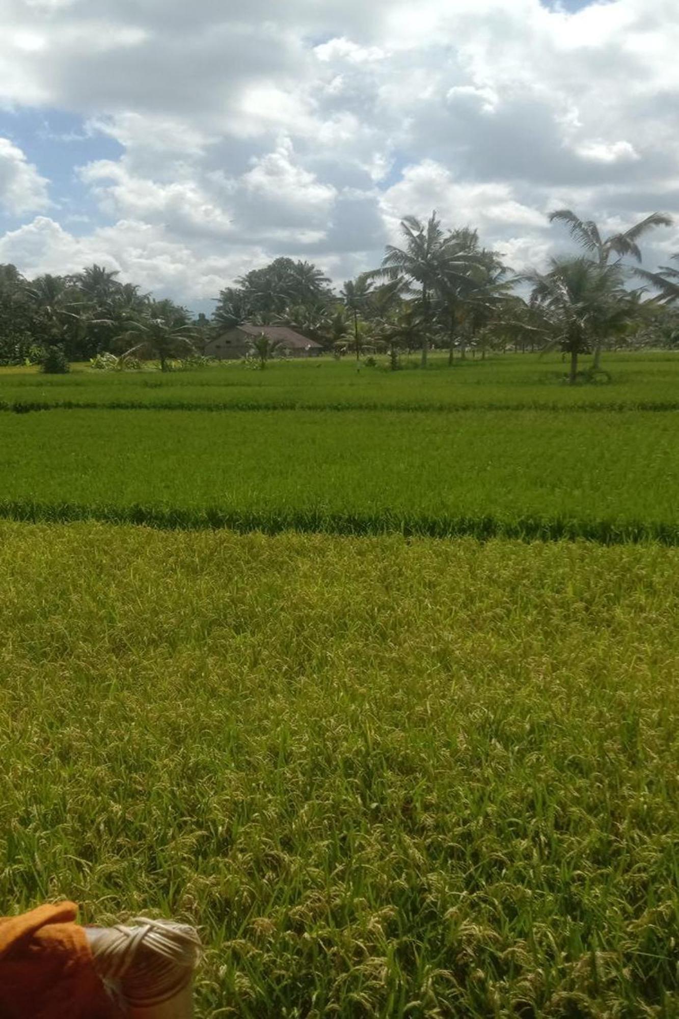 Lumbung Langit Bali House & Hostel Tampaksiring Exterior photo